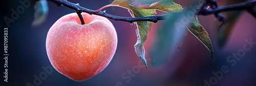  A tight shot of an apple on a tree branch, background softly blurred with leaves and an adjacent branch bearing fruit photo