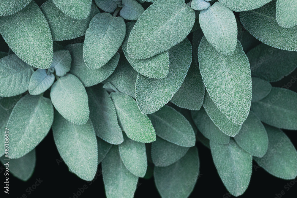 Obraz premium Sage leaves on a bush natural background.