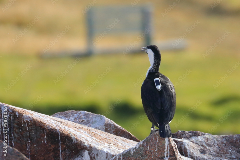 Obraz premium Black-faced cormorant