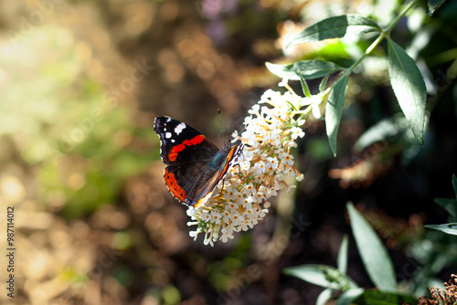 Admiral butterfly on a white plant