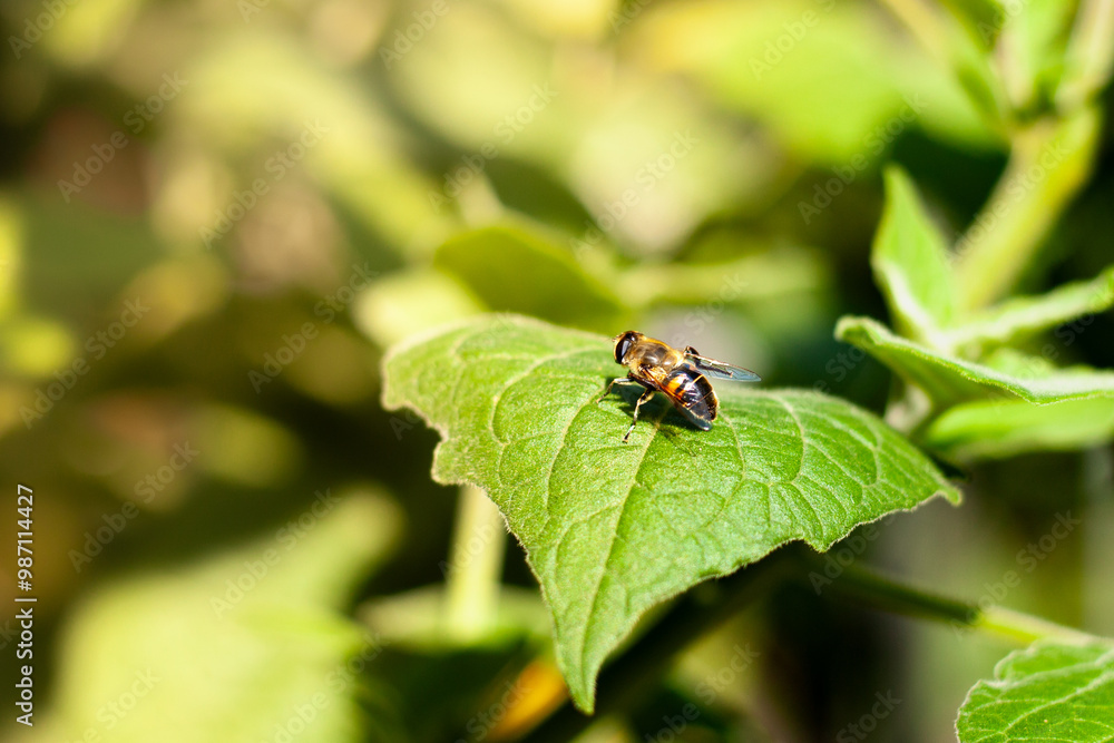 Close-up of a bee sitting on a big leaf in a bavarian garden at daylight. Close-up of a bee sitting on a big leaf in a bavarian garden at daylight.