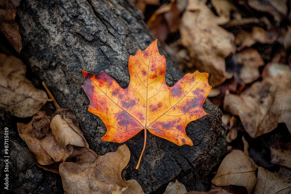 an autumn leaf in Isla Cristina, Huelva province, Spain , ai an autumn leaf in Isla Cristina, Huelva province, Spain , ai