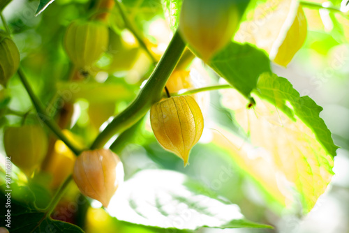 Physalis (Cape gooseberry) close-up shot.