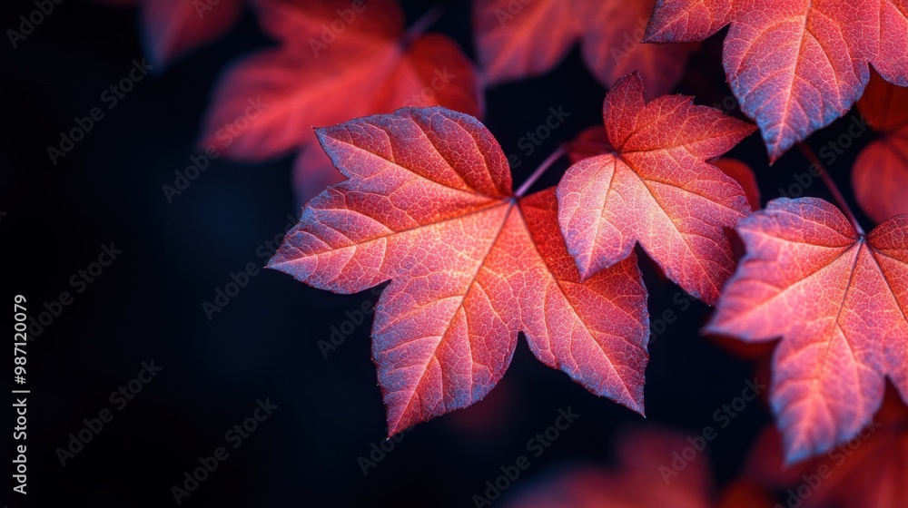 Vibrant red autumn leaves with intricate veins against a dark backdrop; a stunning display of fall’s natural splendor. The close-up view highlights the detailed texture and vibrant colors of foliage. Vibrant red autumn leaves with intricate veins against a dark backdrop; a stunning display of fall’s natural splendor. The close-up view highlights the detailed texture and vibrant colors of foliage.