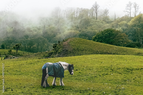 A horse stands quietly in a lush green field, wearing a blanket, with fog enveloping the surrounding hills in a serene early morning setting.