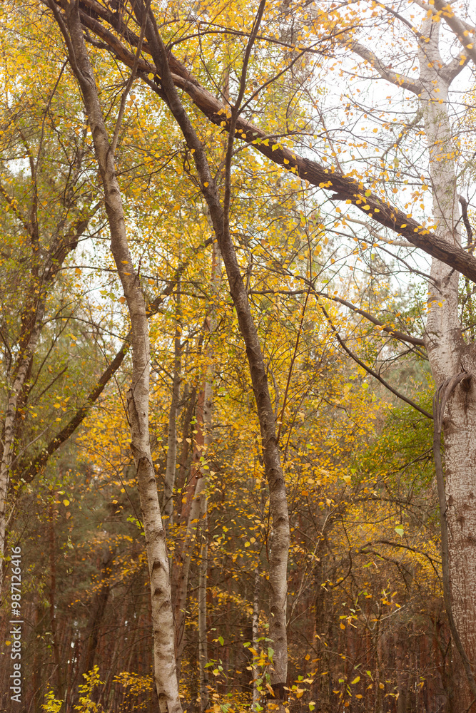 Whispers of the Forest: Nature’s Secret Pathways Whispers of the Forest: Nature’s Secret Pathways