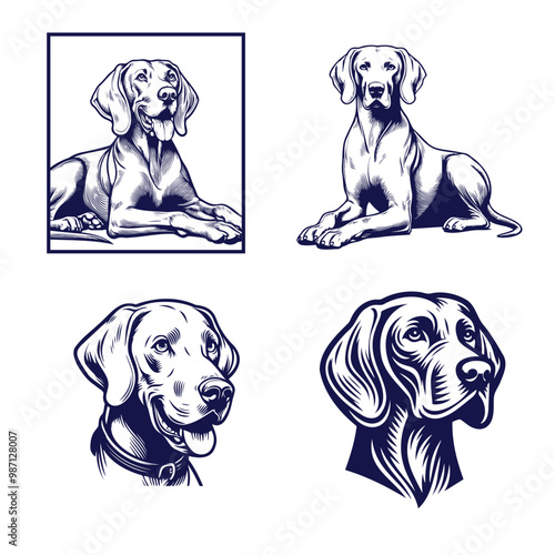 A Collection of Weimaraner Silhouettes, Weimaraner dog Standing silhouette Design, Dog Clipart vector illustration in black and white
Vintage illustration of a pointer dog breed, retro style monohrome
