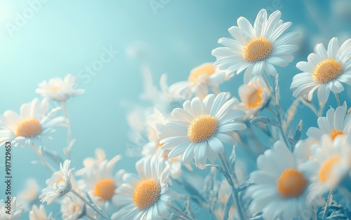 Fototapeta Naklejka Na Ścianę i Meble -  Daisies in Bloom