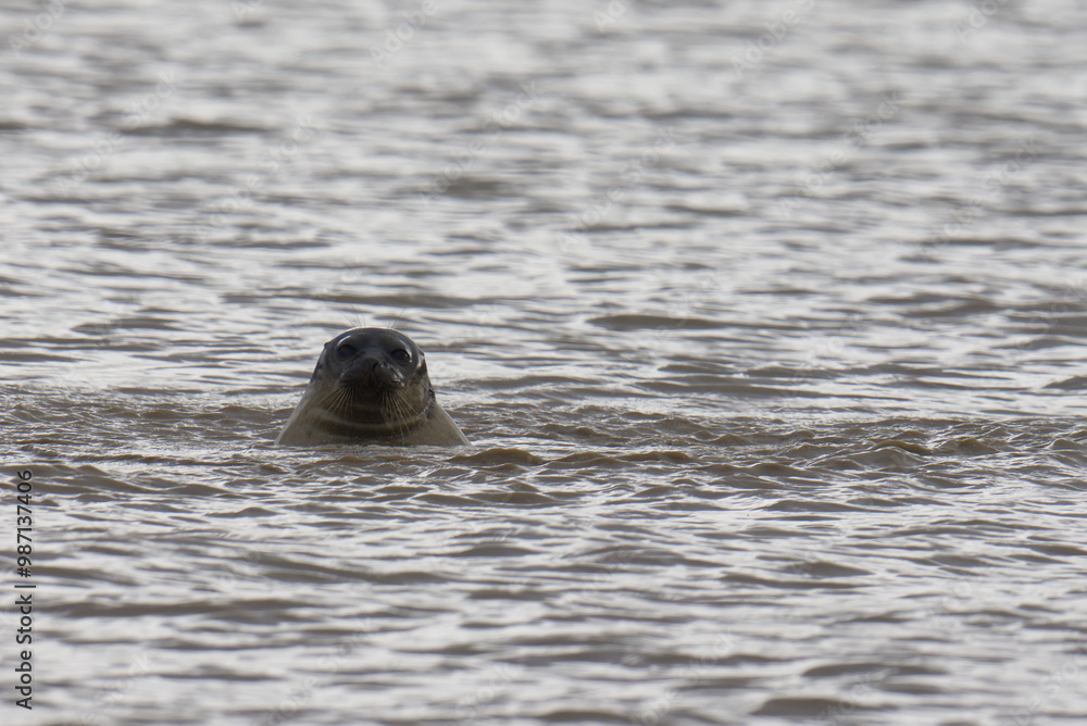 Fototapeta premium A harbour seal in the waters of Svalbard