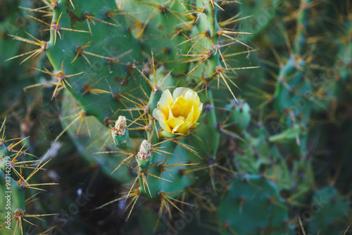 Prickly pear cactus with flowers and fruits. Opuntia, mainly known for their flavorful fruits and snowy flowers. photo