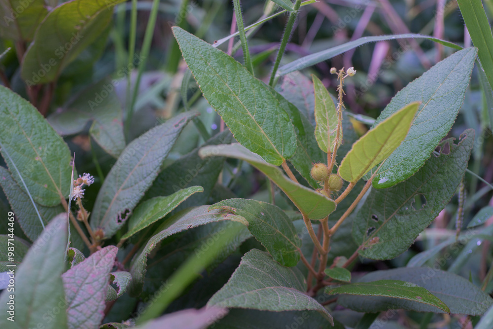 Obraz premium Croton crassifolius Giesel.