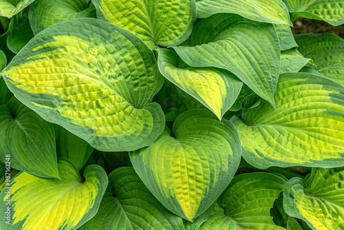 floral background of Hosta Aureomarginata close up photo