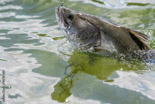 Lure fishing for Asian sea bass or Barramundi photo