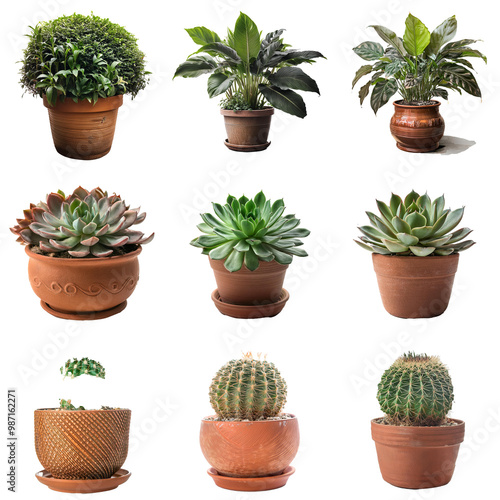 Nine potted plants, various types: round, leafy, spiky.