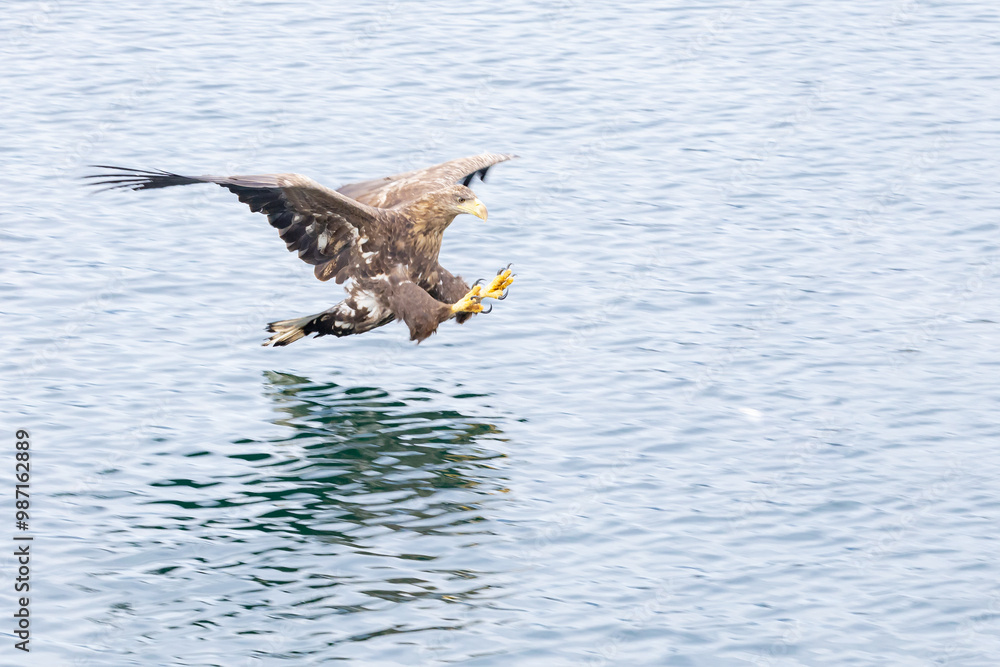 The white tailed eagle in a natural habitat. The white tailed eagle in a natural habitat.