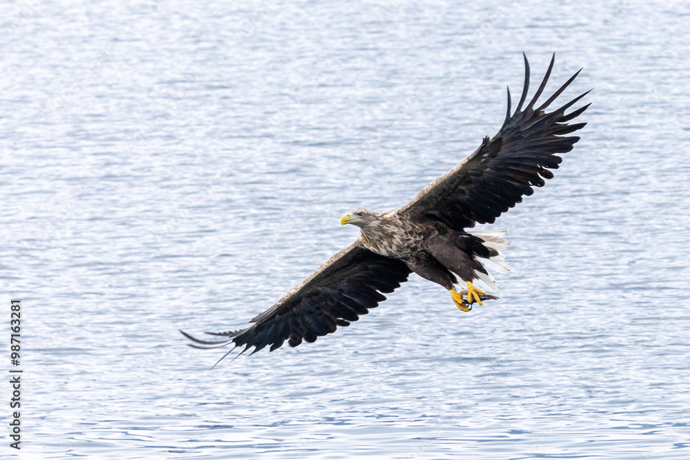 The white tailed eagle in a natural habitat. The white tailed eagle in a natural habitat.
