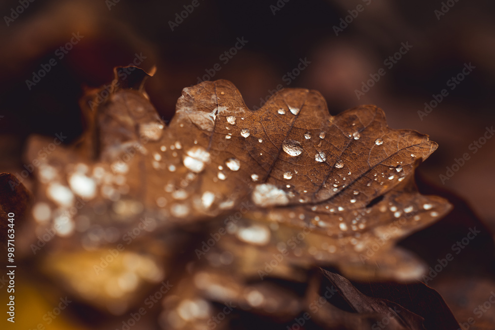 Water drops on dry oak leaf. Water drop closeup. Autumn leaf. Water drops on dry oak leaf. Water drop closeup. Autumn leaf.