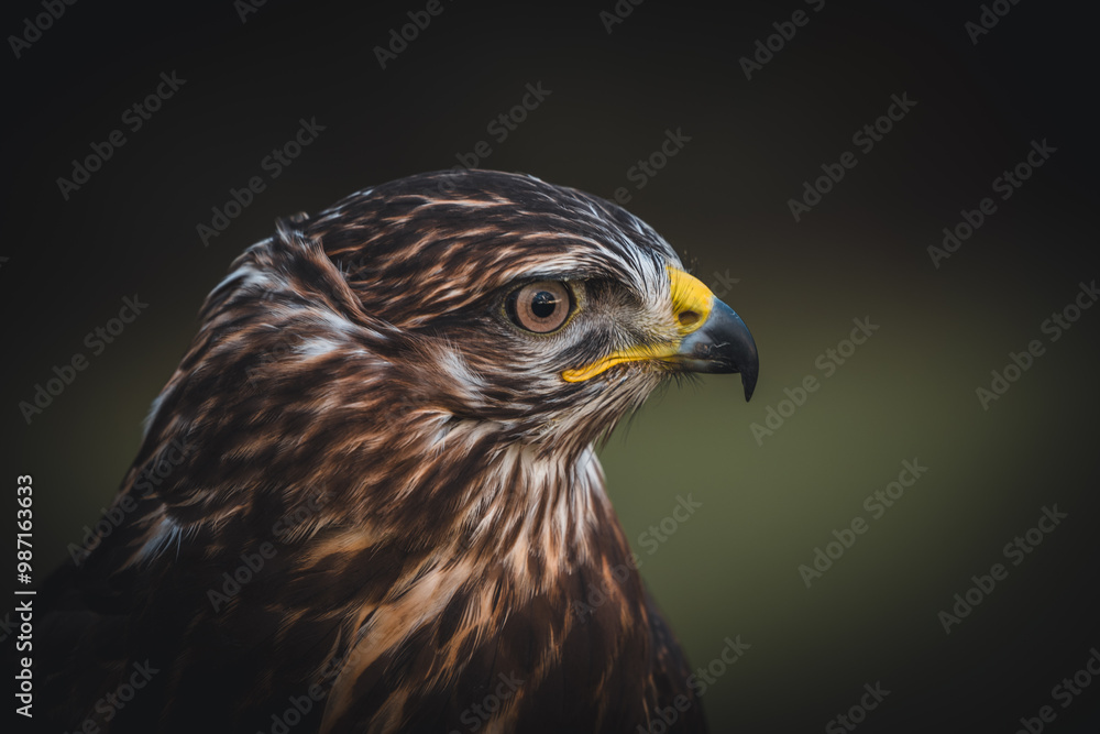 Red kite (Milvus milvus) portrait in sunny day. Blurred background. Red kite (Milvus milvus) portrait in sunny day. Blurred background.
