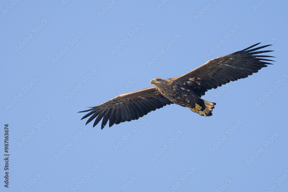 The white tailed eagle in a natural habitat. The white tailed eagle in a natural habitat.