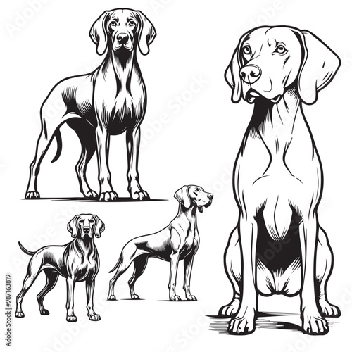 Weimaraner dogs are sitting Silhouette vector on White Background, Weimaraner Dog sitting Pose Silhouette

