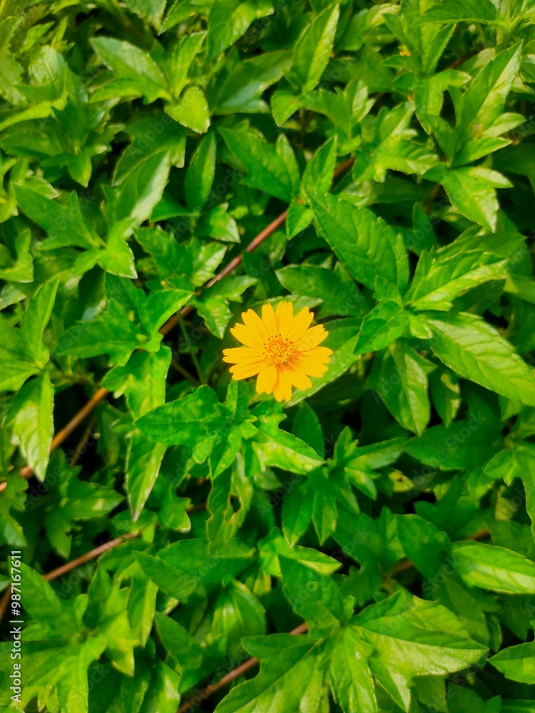 Yellow Flower Plant Bhringraj (Yellow) Bhangra,Yellow daisy flower called Singapore daisy or common daisy flower Is a beautiful flower in village Garden The beauty of village nature Yellow Flower Plant Bhringraj (Yellow) Bhangra,Yellow daisy flower called Singapore daisy or common daisy flower Is a beautiful flower in village Garden The beauty of village nature