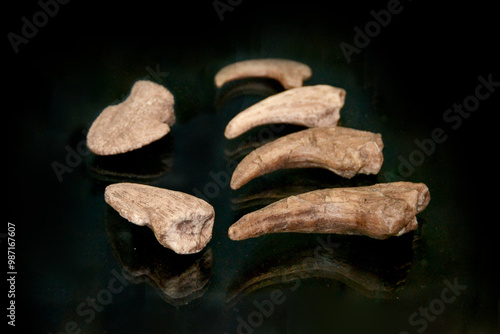 A fossil spinosaur tooth. High quality photo Stones in studio photographed with flash and macro lens  photo