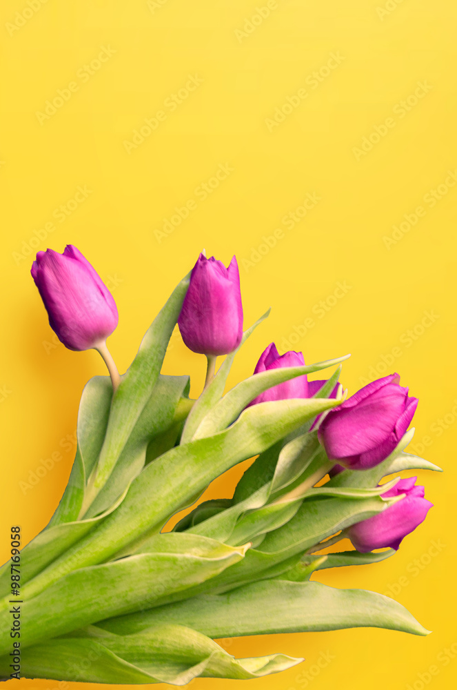 Tongue fresh tulips usually considered as innocence flowers and are an extremely pleasant surprise when we give them just without a chance. On wooden background. Tulips on old boards, spring concept. Tongue fresh tulips usually considered as innocence flowers and are an extremely pleasant surprise when we give them just without a chance. On wooden background. Tulips on old boards, spring concept.