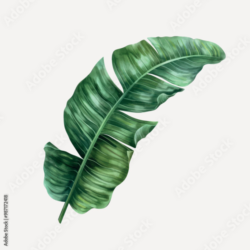 Tropical green banana leaf illustration