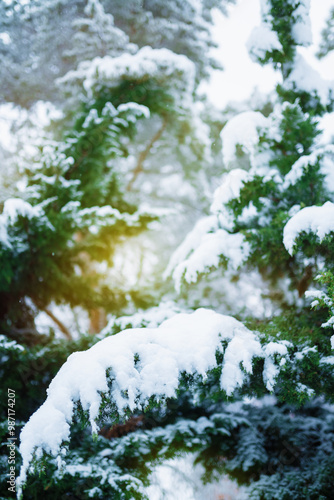 Beautiful branches of winter trees