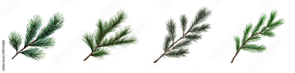 Detailed close up view of elegant evergreen tree branches with vibrant green pine needles and foliage in natural organic setting Botanical environmental and seasonal concept Detailed close up view of elegant evergreen tree branches with vibrant green pine needles and foliage in natural organic setting Botanical environmental and seasonal concept