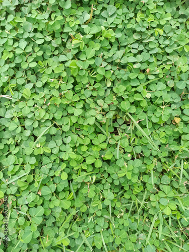 Green clover leaves on the ground in the garden. Nature background