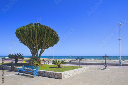  Desert candle cactus in flower (Euphorbia abyssinica) near sea in Malaga, Spain photo