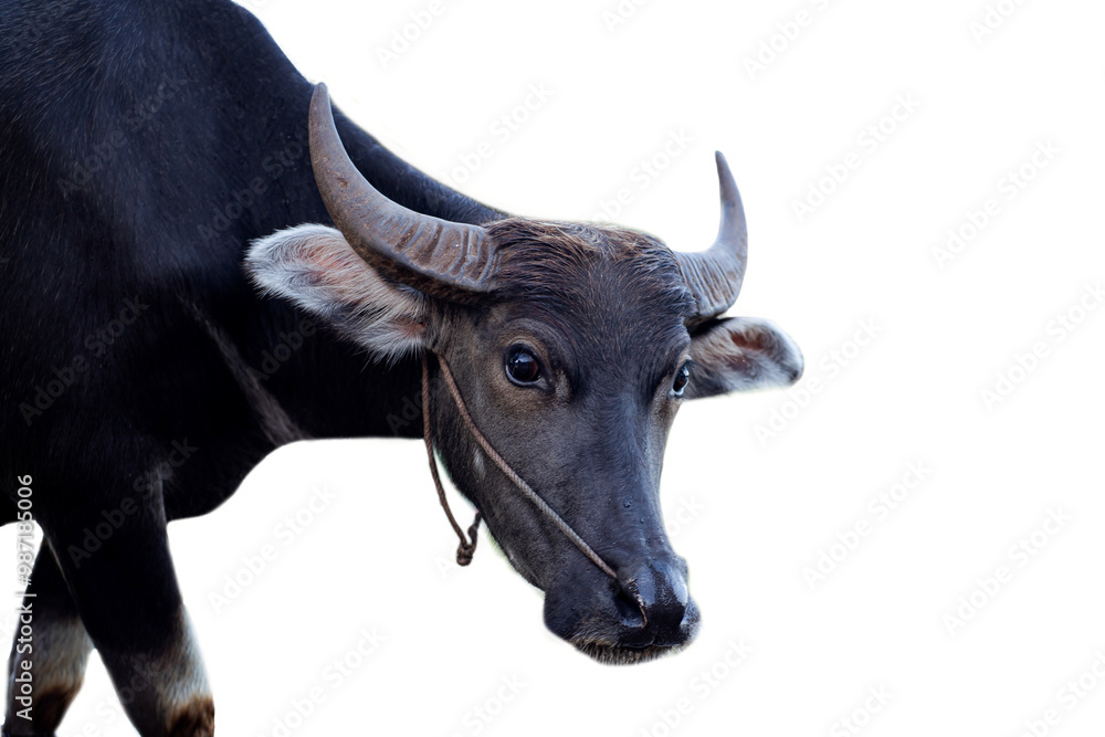 Naklejka premium Thai buffalo