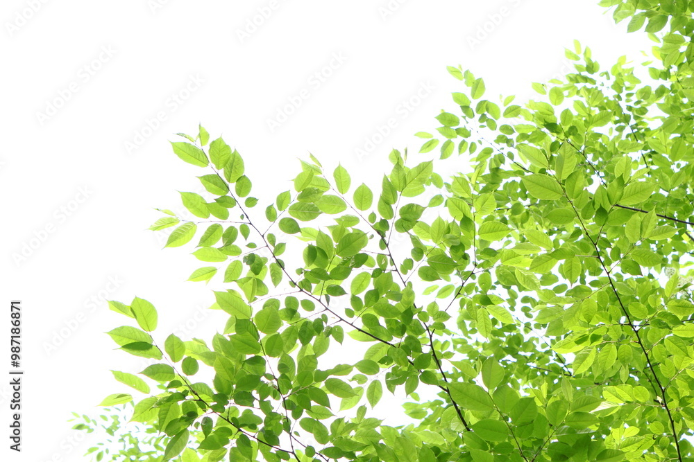 色鮮やかな新緑 白背景 色鮮やかな新緑 白背景