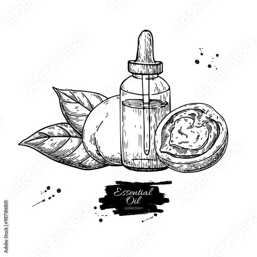 Green Walnut essential oil bottle hand drawn vector illustration.