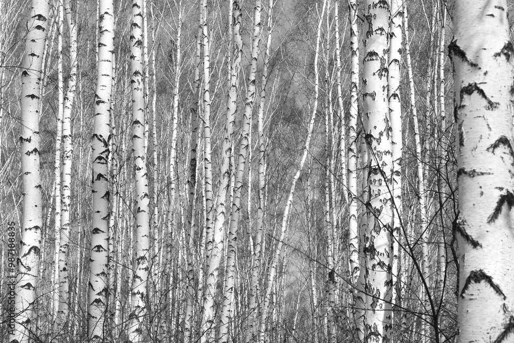 Obraz premium black-and-white photo with white birches
