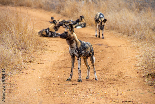 Wild Dogs, Klaserie Reserve, Greater Kruger South Africa photo