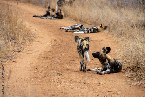 Wild Dogs, Klaserie Reserve, Greater Kruger South Africa photo