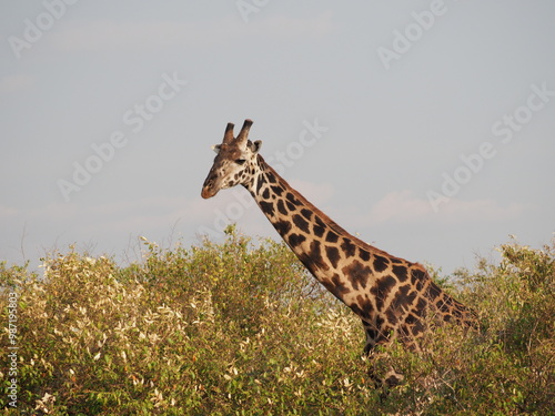 Giraffe walking through the middle of the savannah of the Massai Mara National Park Reserve in the evening light, and close-up of its head photo