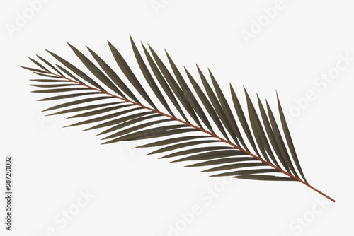 Minimalist tropical palm leaf