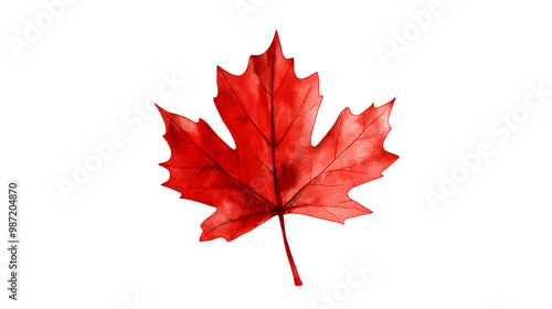 maple leaves watercolor hand-painted isolated on white background. illustration perfect for design decorative in the autumn festival. greeting cards,