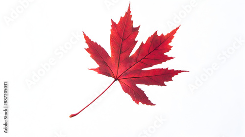 maple leaves watercolor hand-painted isolated on white background. illustration perfect for design decorative in the autumn festival. greeting cards,