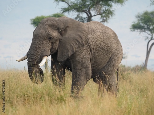 The wise elephant. This photo of this imposing elephant perfectly shows its impressive tusks at the surise light