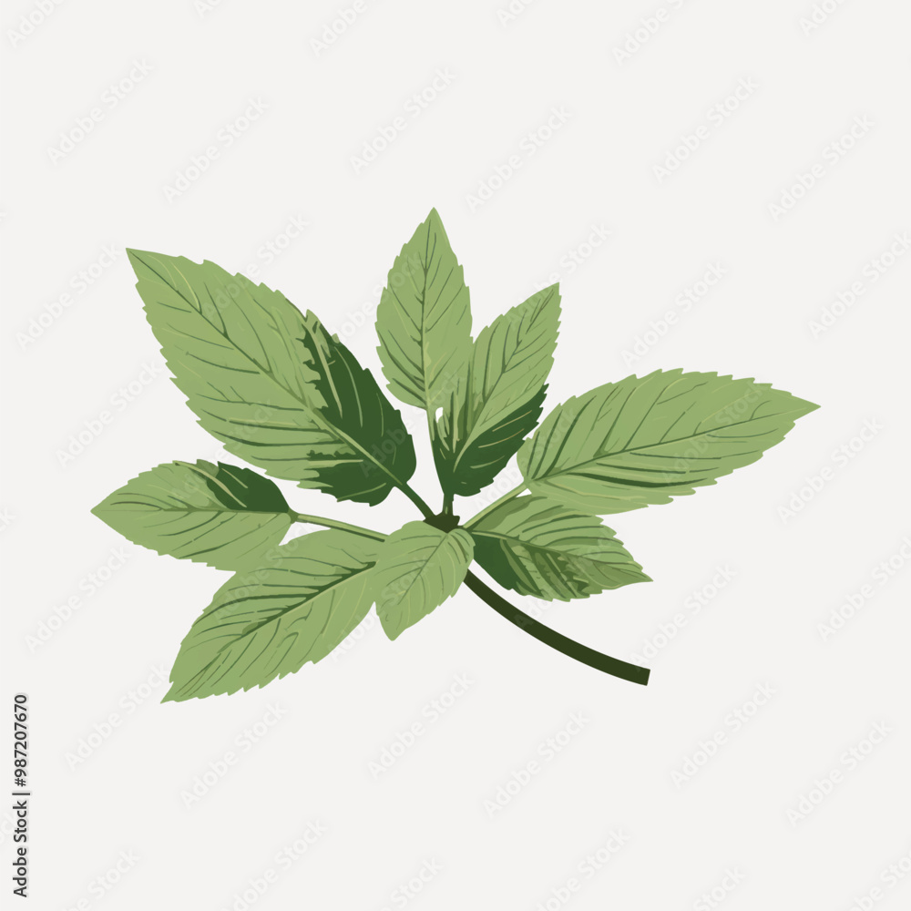 Green leaves on white background Green leaves on white background