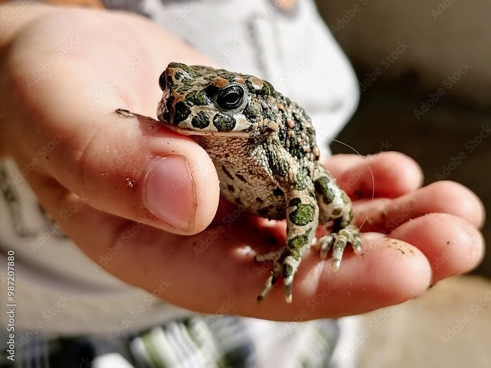 A person holding a toad caught from a nearby creek. Pelobates fuscus, European spadefoot a special frog. High quality photo