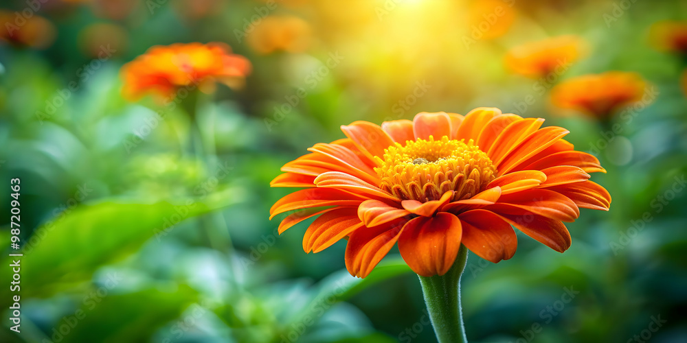 Vibrant orange flower blooming in a lush garden , orange, flower, garden, bloom, vibrant, nature, plant, petals, beauty Vibrant orange flower blooming in a lush garden , orange, flower, garden, bloom, vibrant, nature, plant, petals, beauty