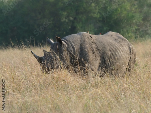 The white rhinoceros, or square-billed rhinoceros (Ceratotherium simum) is the largest extant rhinoceros species.