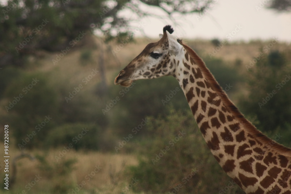 Giraffe portrait Giraffe portrait