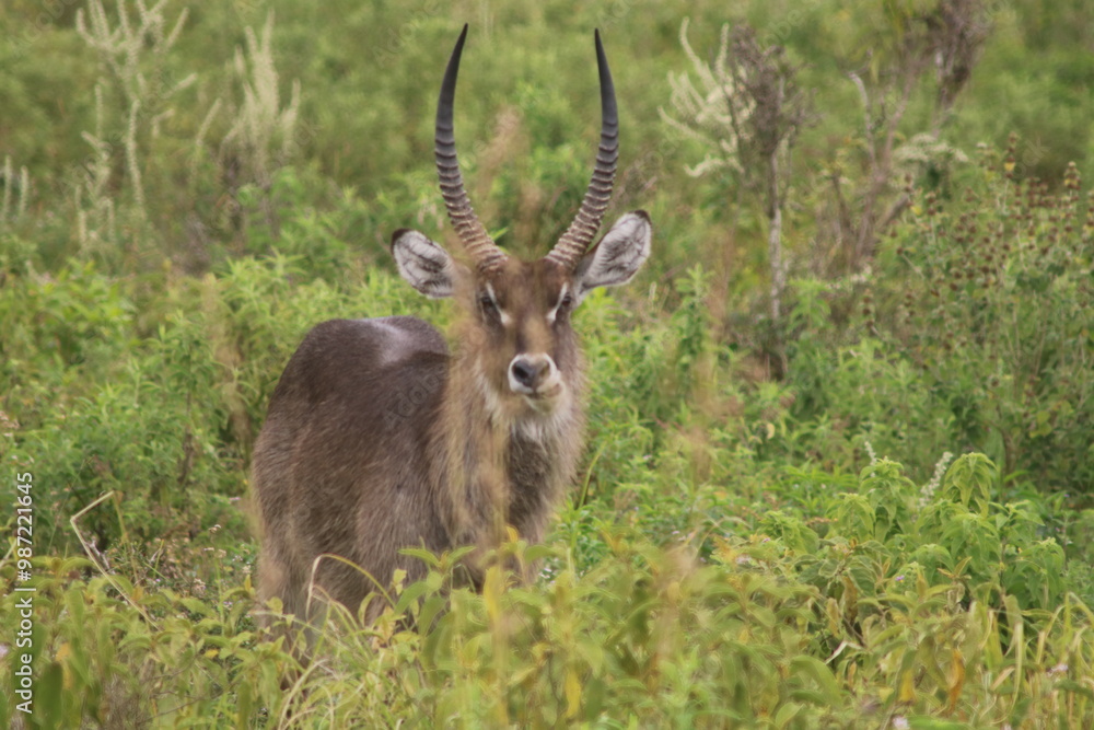 Waterbuck with horns