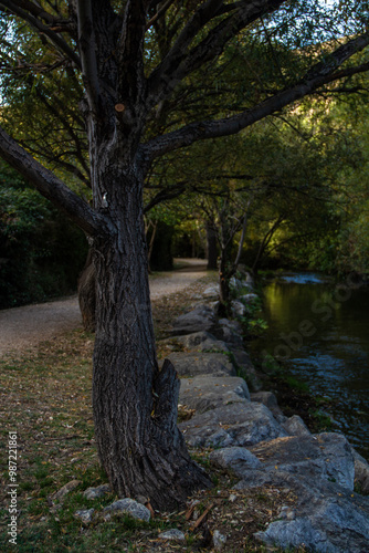 A tall spreading tree grows near a walking area on the bank of the Žrnovnica River in Croatia